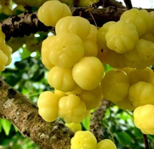 Tropical Gooseberry - Chùm ruột -  Amla Berry (Indian Gooseberry) - 2 to 3 Feet Tall - Ship in 3Gal Pot