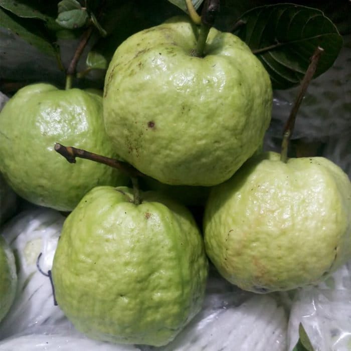 Ổi Nữ Hoàng - Queen Guava - 1 to 2  Feet Tall - Ship in 3Gal