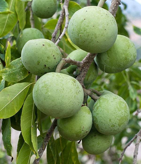 White Sapote  - Grafted Tree - 1 Plants - 1 to 2  Feet Tall - Ship in 3 Gal Pot