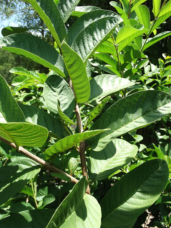 Kilo Guava White Flesh - 1 to 2 Feet Tall   - Ship in 6" Pot