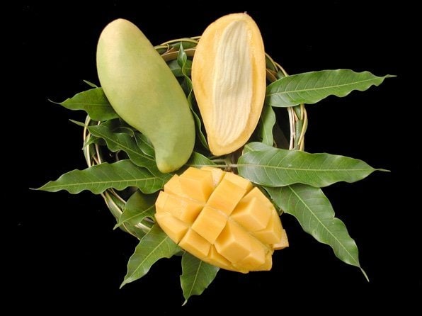Nam Doc Mai Mango -  Bigger trunk   - 2 to 3  Feet Tall -  Ship in 3 Gal Pot - Thai green sweet mango grafted tree