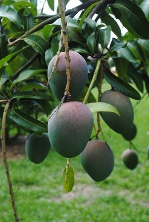 bonsai mango tree for sale Kent Mango Tree - Grafted