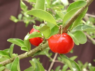 Barbados Cherry -  3 to 4  Feet Tall - Ship in 3Gal Pot