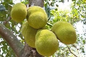 Orange Crush Jakfruit - Grafted Tree - 2 to 3  Feet Tall   - Ship in 3 Gal Pot