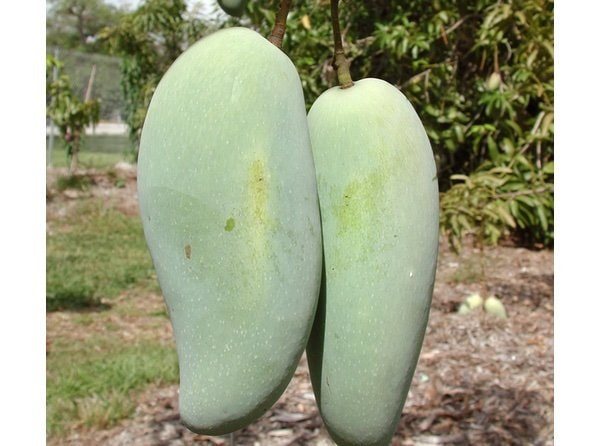 BRAHM KAI MEU Mango - Thai green sweet mango grafted tree   - 3 to 4  Feet Tall -  Ship in 3 Gal Pot