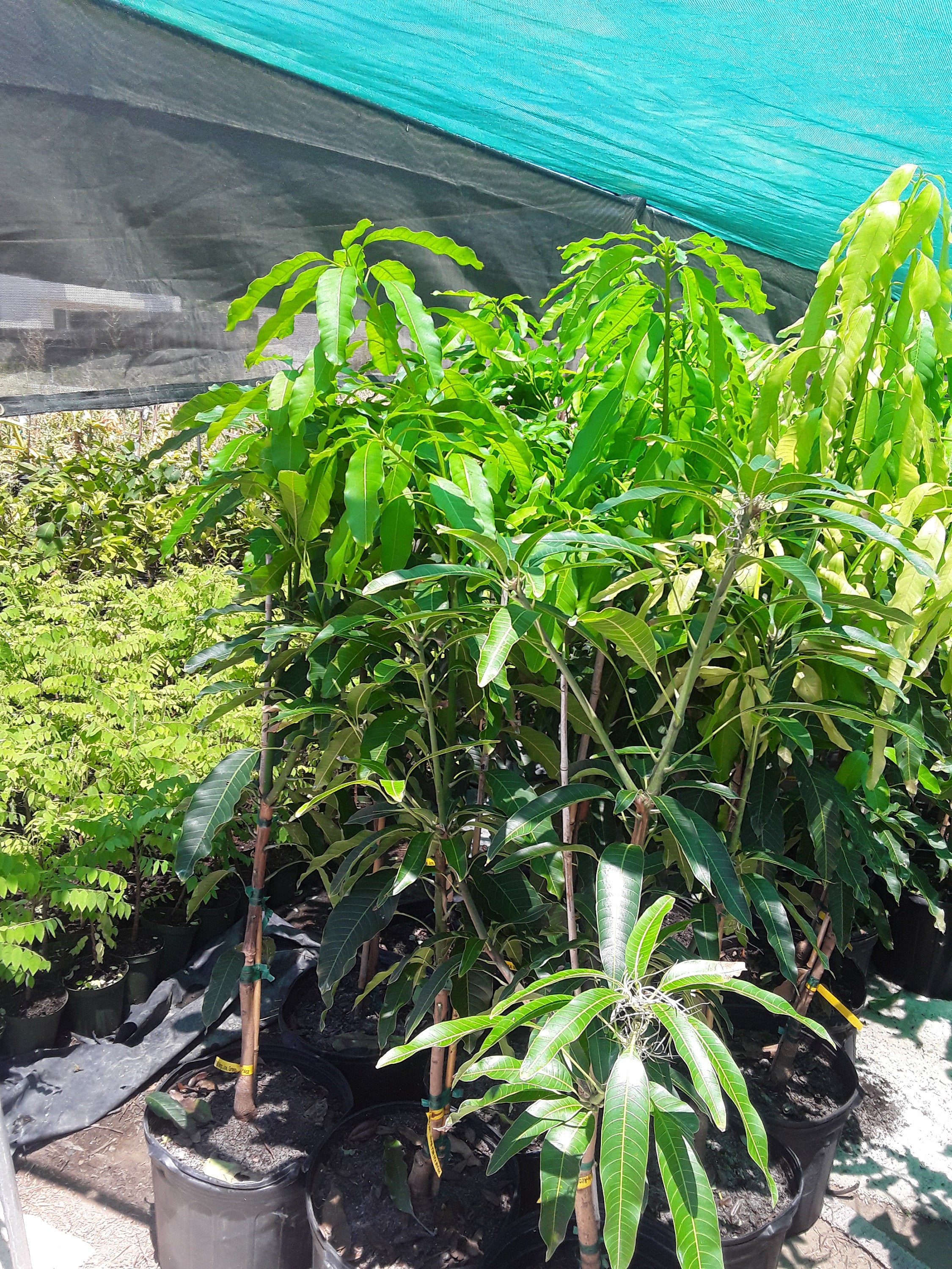 bonsai mango tree for sale BRAHM KAI MEU Mango - Thai green sweet mango grafted tree