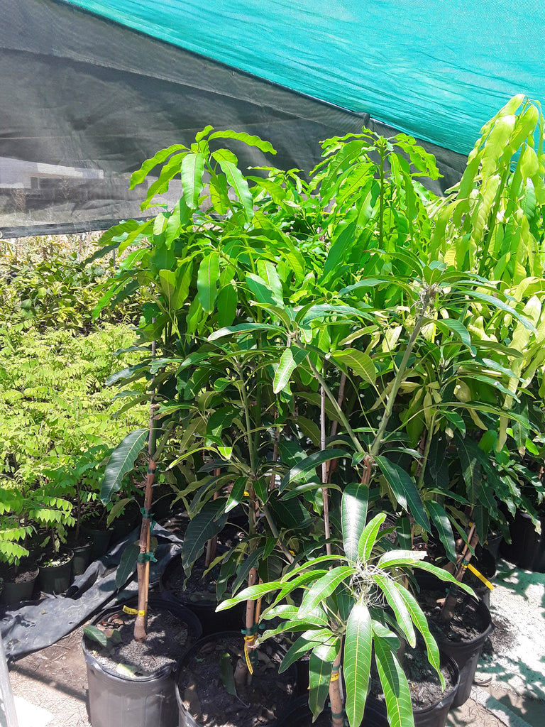 BRAHM KAI MEU Mango - Thai green sweet mango grafted tree   - 3 to 4  Feet Tall -  Ship in 3 Gal Pot