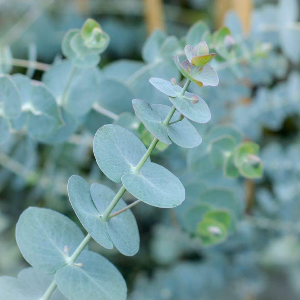 pot eucalyptus plant Eucalyptus Silver Dollar- 1 Plant - 1 to 2 feet Tall