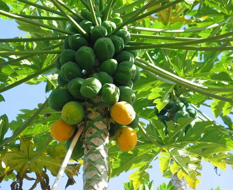 Hawaii Solo Papaya Great Fruit Tree - 1 Starter Plant - 8"  Tall - Ship in 6" Pot