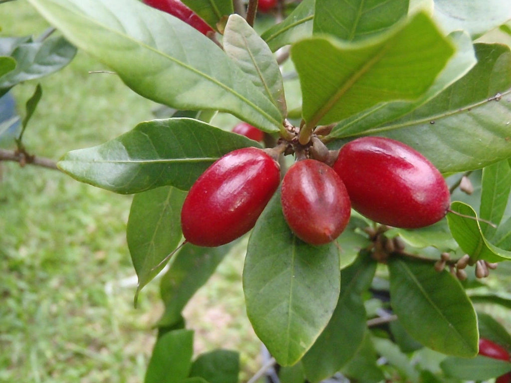 Miracle Berry Fruit Tree - 1 Plant -  2 Feet Tall  - Ship in 3 Gal Pot