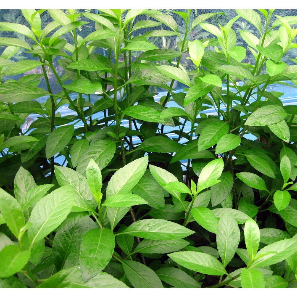 Longevity Spinach Sabuñgai Gynura procumbens - 1 Plants - Ship in 6" Pot