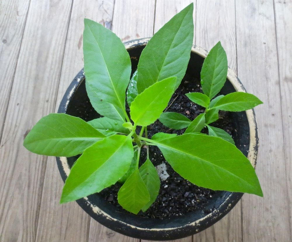 Longevity Spinach Sabuñgai Gynura procumbens - 1 Plants - Ship in 3" Pot