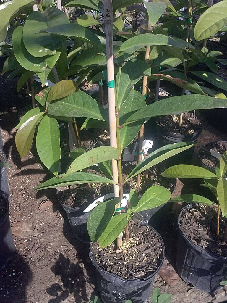 MALAY APPLE - Syzygium malaccense - Mountain Apple - 2 to 3 Feet Tall - Ship 3 Gal Pot