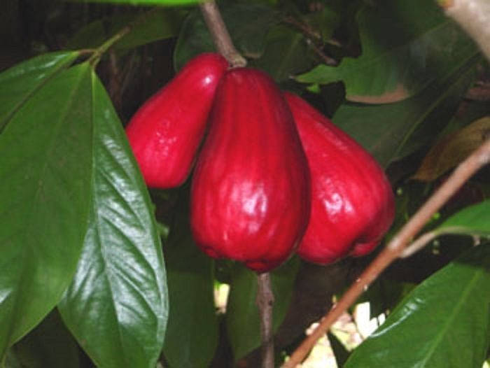 MALAY APPLE - Syzygium malaccense - Mountain Apple - 2 to 3 Feet Tall - Ship 3 Gal Pot
