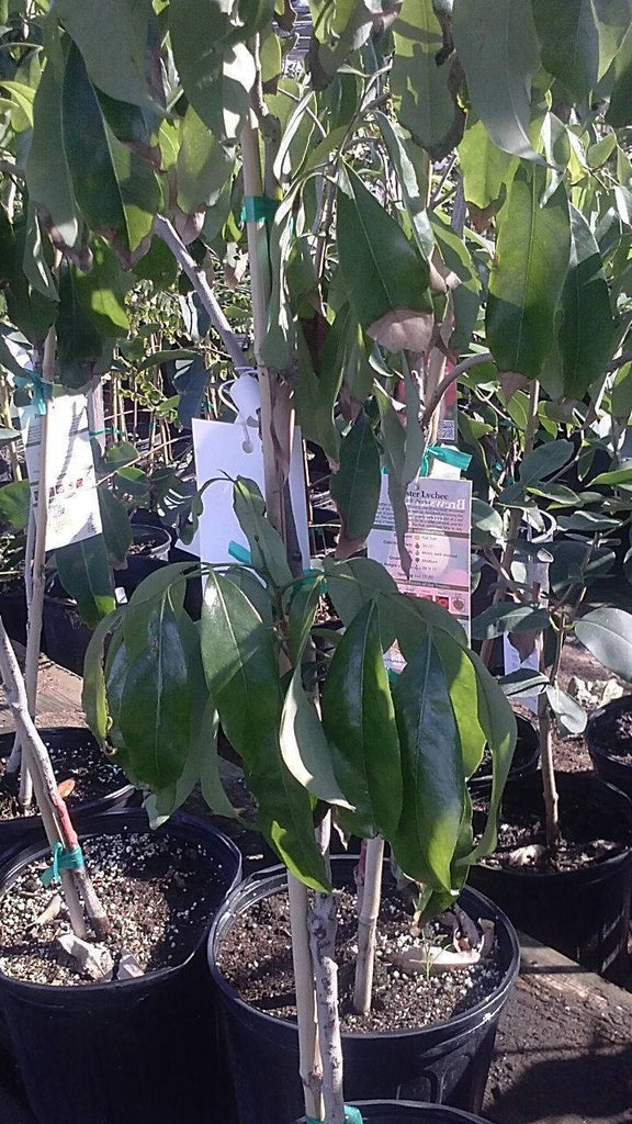 Brewster Lychee - 2 to  3 Feet Tall - Airlayered Tree -  Ship in 3 Gal Pot