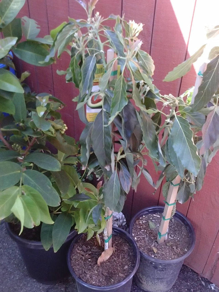 Hass Avocado Grafted Tree 2 Feet Tall - Ship in 3 Gal Pot