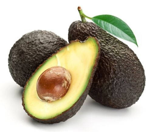 Hass Avocado Grafted Tree 2 Feet Tall - Ship in 3 Gal Pot