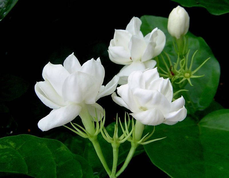 Jasmine Sambac Double Flowers - Hoa Lài  - 1 Feet Tall - Ship in 1 Gal Pot