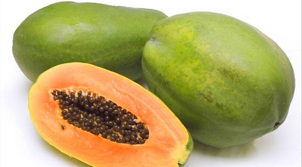 Mexico Papaya - 1 to 2 Feet Tall - Ship in 6" Pot