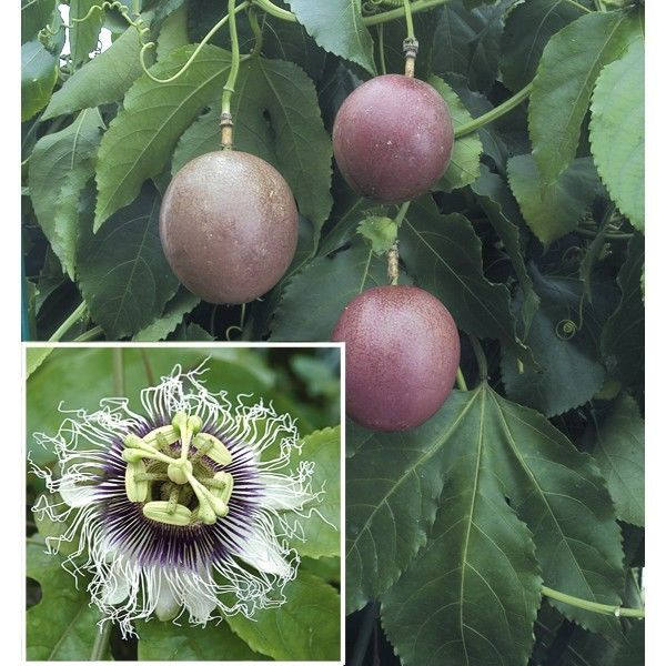 passion fruit plant in pot Purple Passion Fruit - 1 Plants - 1 to 2 Feet Long