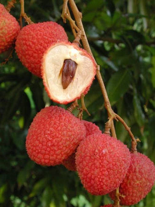 thumbnail image 2 of Live Lychee Tree – Mauritius Air Layered – 3-4ft Tall – Sweet Red Fruit – Ships To CA & PR 2 of 5