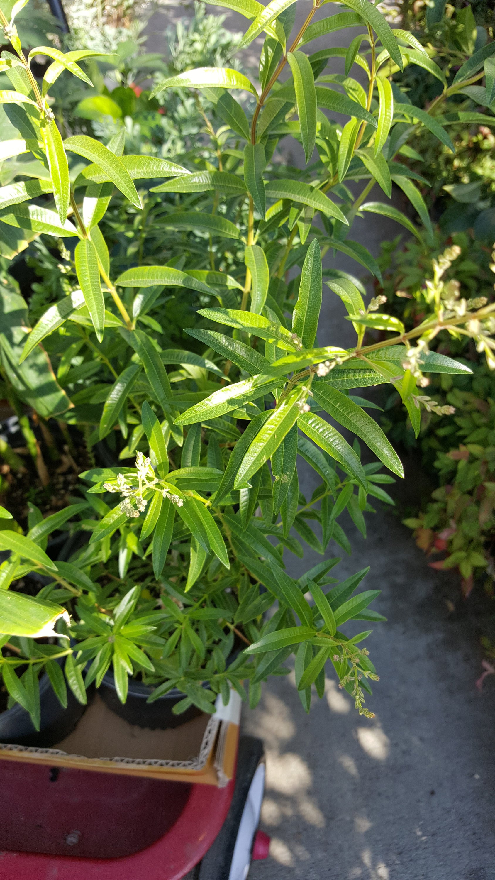 Lemon Verbena - Aloysia citrodora, Lemon Verbena 