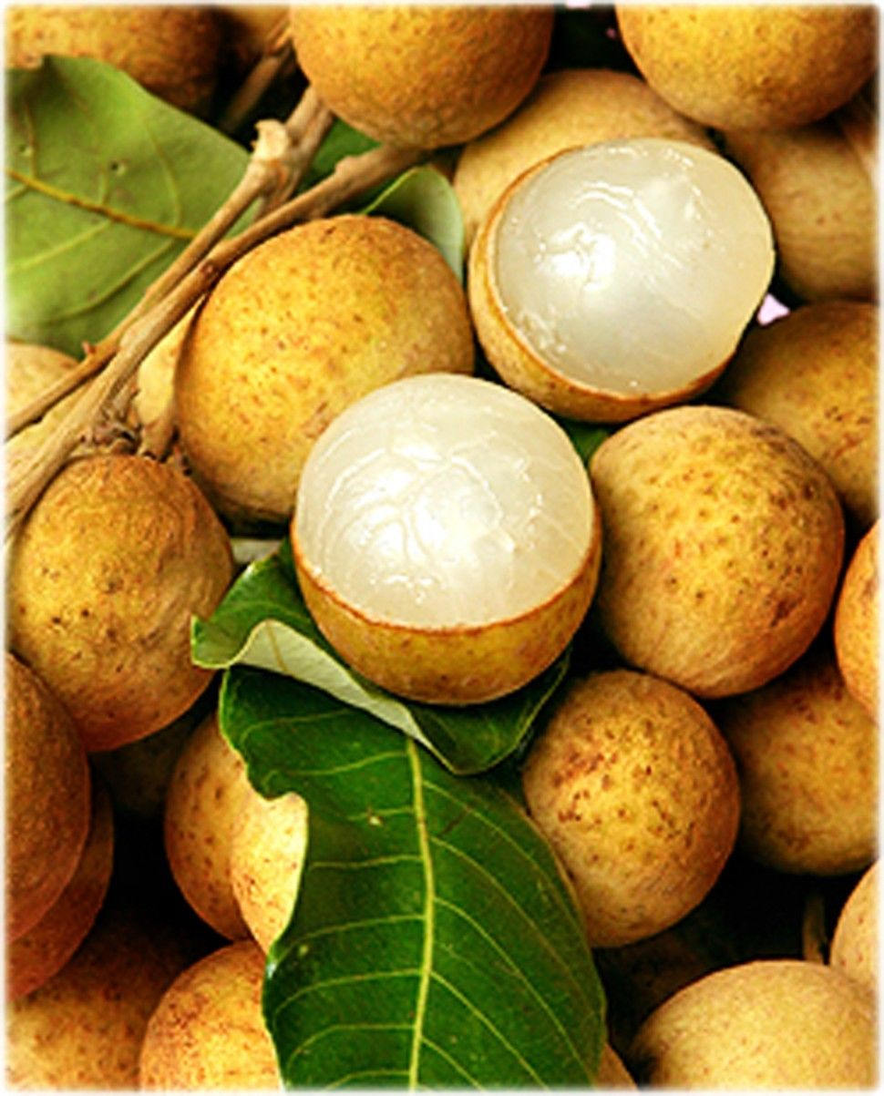 bonsai longan tree Longan - Air Layered Tree - 1 to 2 Feet Tall