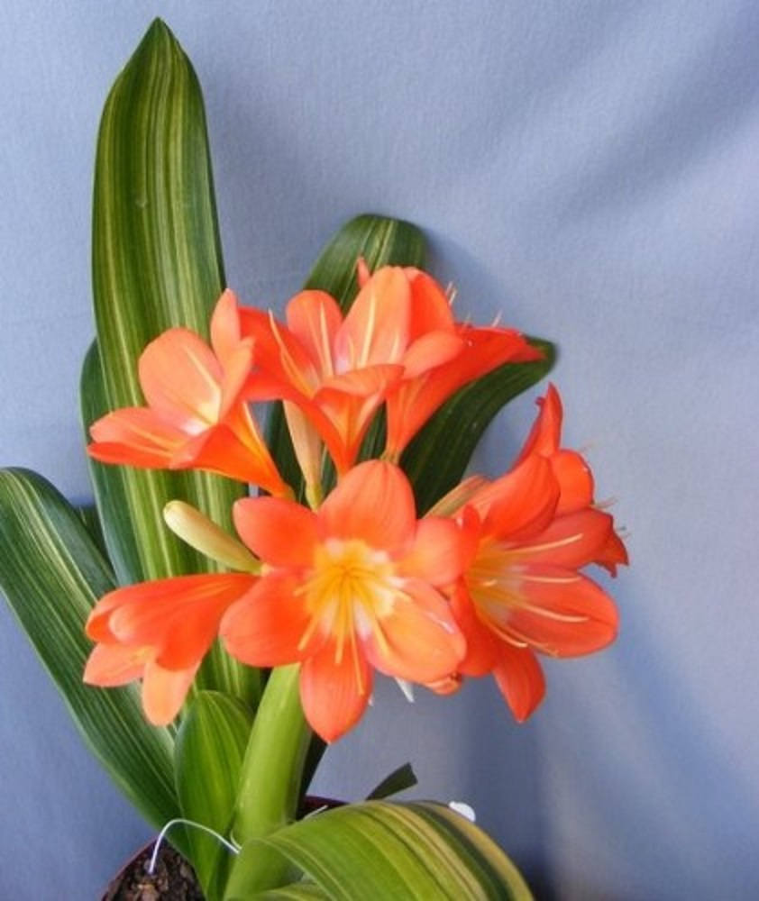 Variegated Fire Lily (Clivia miniata) - Live Bulb/Plant 4 to 6 Leaves- 1 Feet Long - Ship in 1 Gal Pot