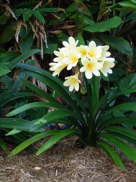Yellow Clivia Clivia miniata 'Solomone' - Yellow Clivia - 1 Plants - 1 to 2 Feet Fal ...