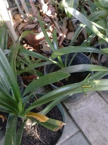Clivia miniata 'Solomone' - Yellow Clivia - 1 Plants - 1 to 2  Feet Fall -  Ship in 1 Gal Pot