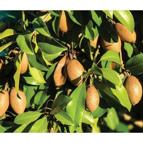 sapodilla plant in pot Sapodilla Alano - 1 Plants - 3 to 4 Feet Tall