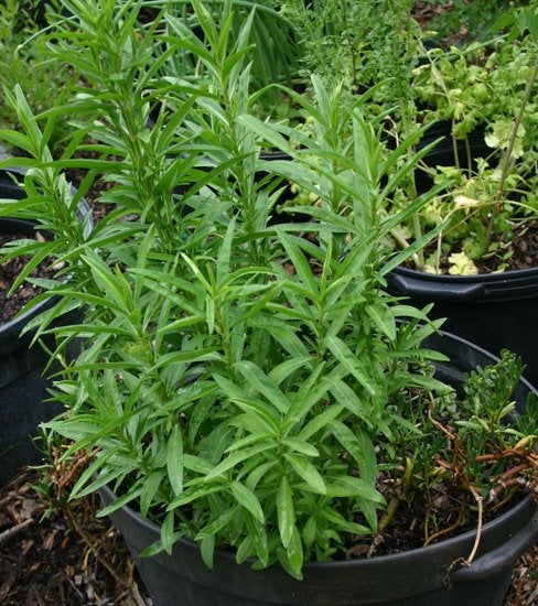French Tarragon Plants - Artemisia dracunculus  - 1 Plants- 8" Tall - Ship in 1 Gal Pot