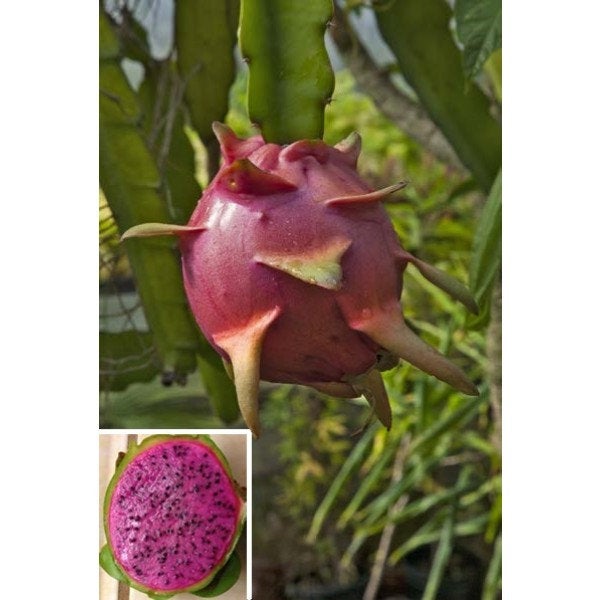 Dragon Fruit 'Edgar's Baby' - 1 Plant -  1 Feet Tall - Ship in 1 Gal Pot