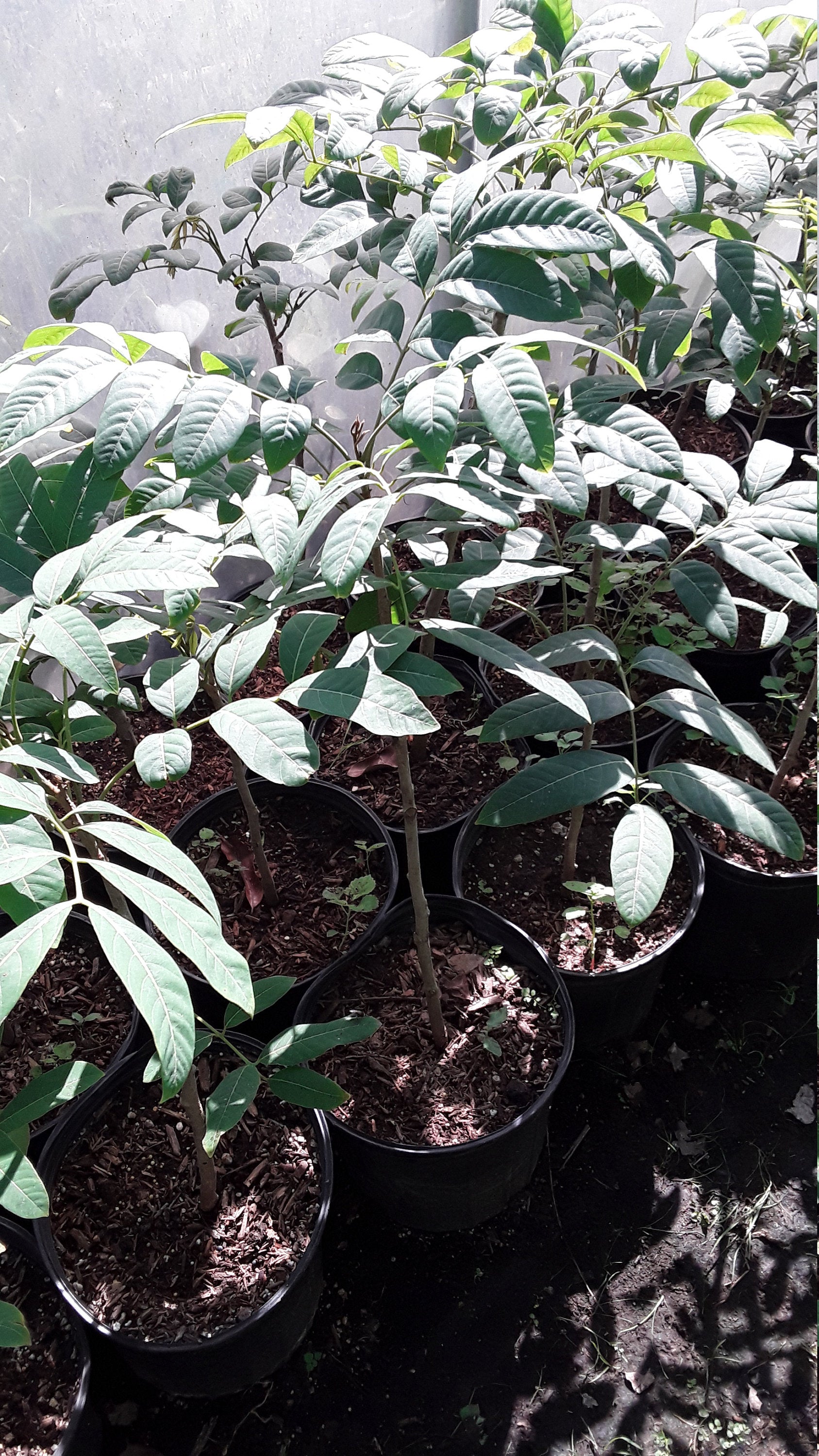 longan tree bonsai Longan - Air Layered Tree - 1 to 2 Feet Tall