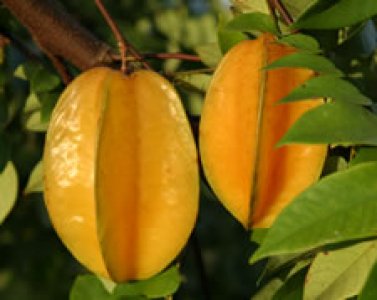 Carambola/Star Fruit Kari tree - 3 Gallon - 2 to 3 Feet Tall
